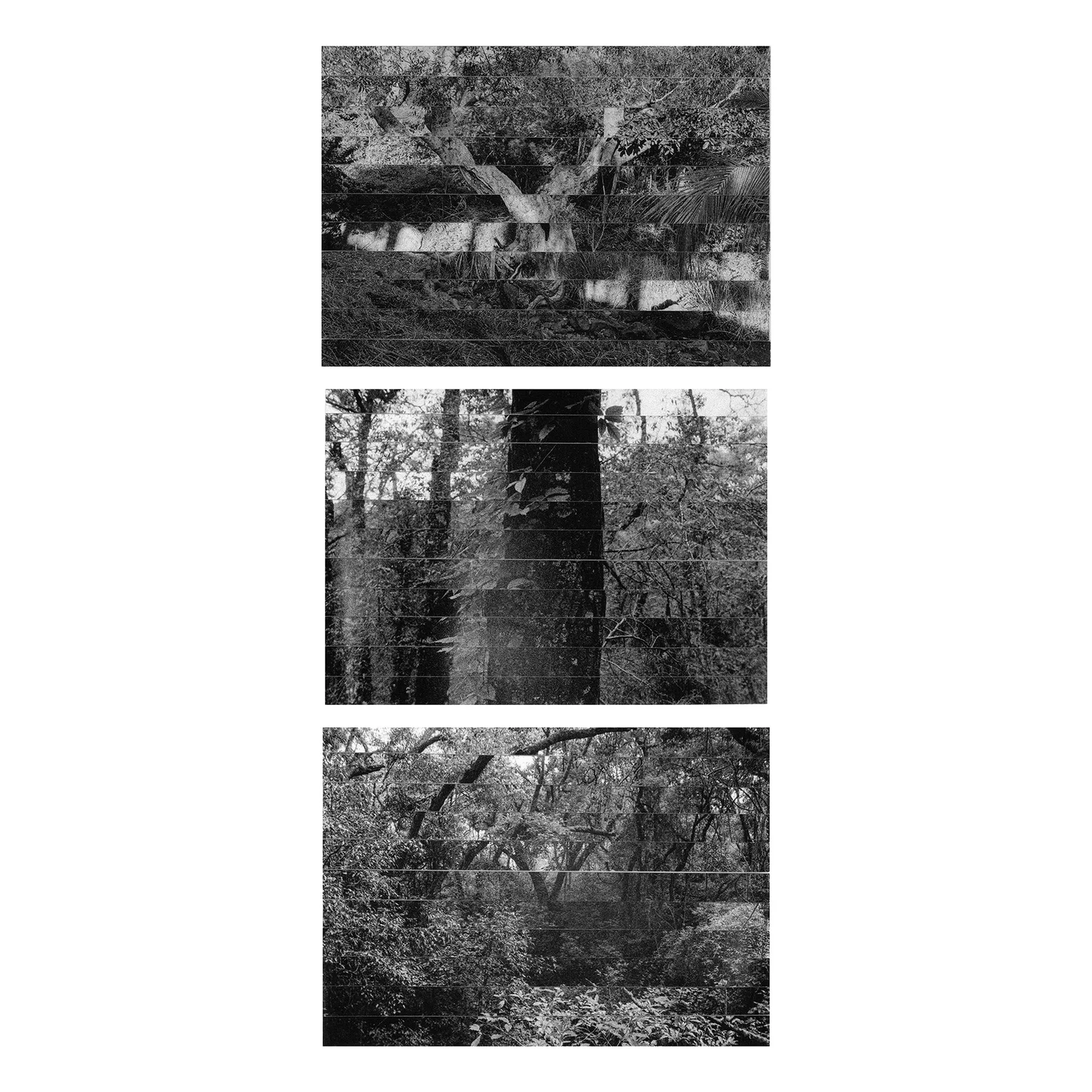 Tríptico vertical en blanco y negro: tres imágenes de bosque impresas y desmontadas en franjas horizontales que se desalinean entre sí, sobre fondo blanco.